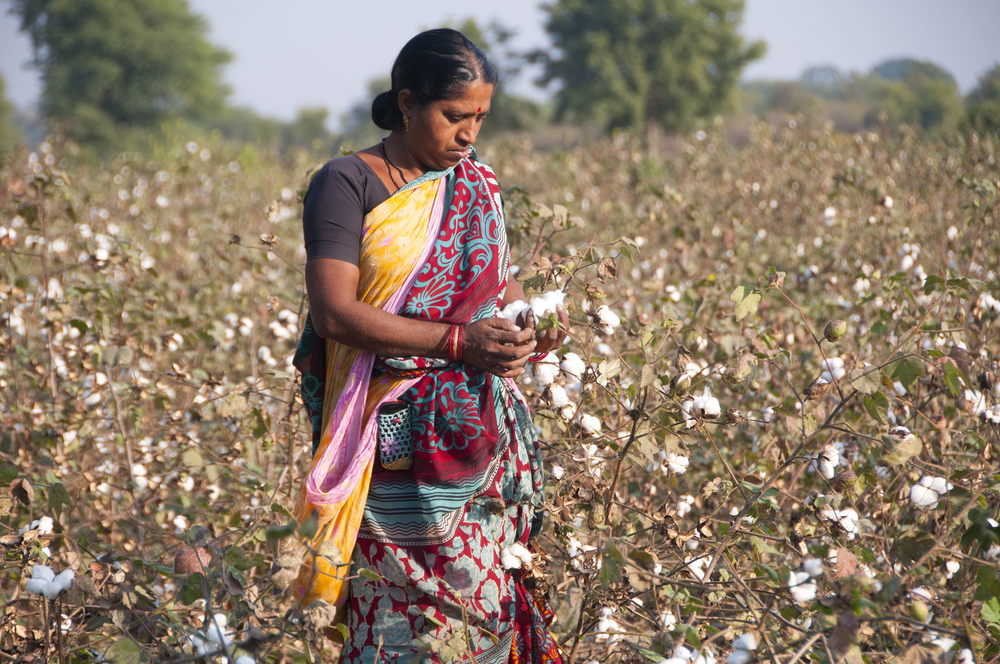 Cotton production in India