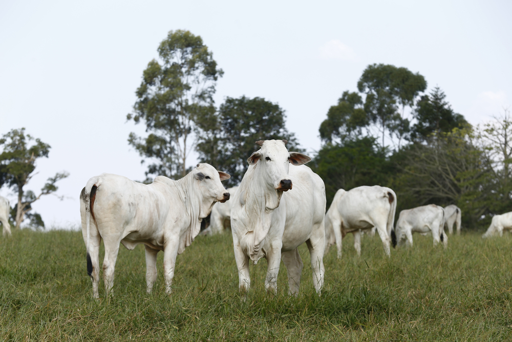 Bovines 