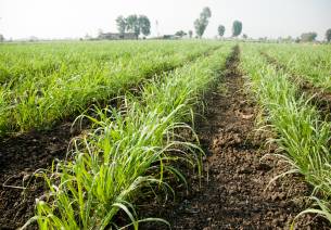 FDI Opportunities in Indian Agriculture 