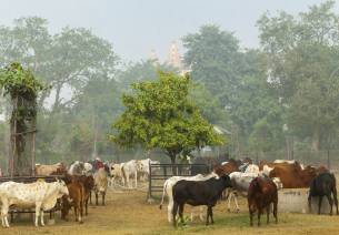 cattle
