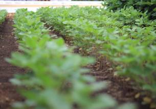 Agriculture in India