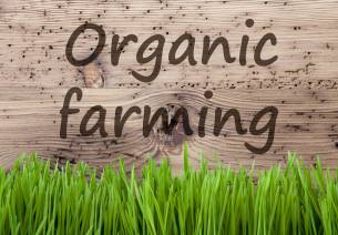 India in the Global Organic Food Supply Chain