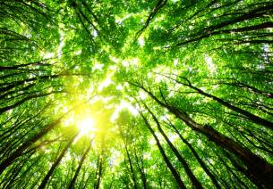 Environment