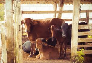 Strengthening India Mexico Partnership: Animal Husbandry and Dairy