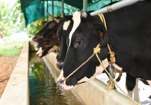 Dairy sector