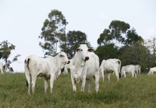 Bovines