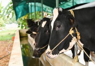 Dairy 