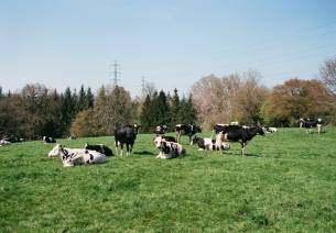 Cow