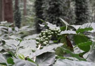 Araku coffee
