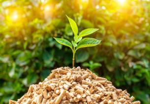 biomass