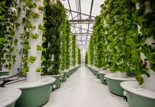 Aeroponics