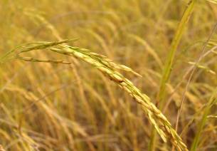 Strengthening rural economy via revamped regional rural banks