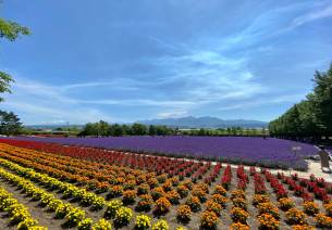 Indian Floriculture: The Sunrise Sector
