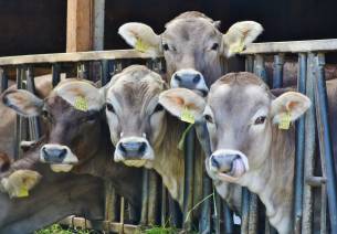 Alternate solutions to Conventional feed for Livestock