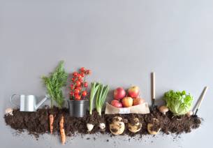 Exploring the Potential of India's Organic Food Market 