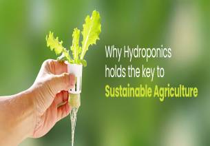 Why hydroponics holds the key to sustainable agriculture